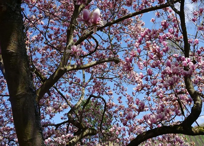 Casa de Férias Magnoliahr